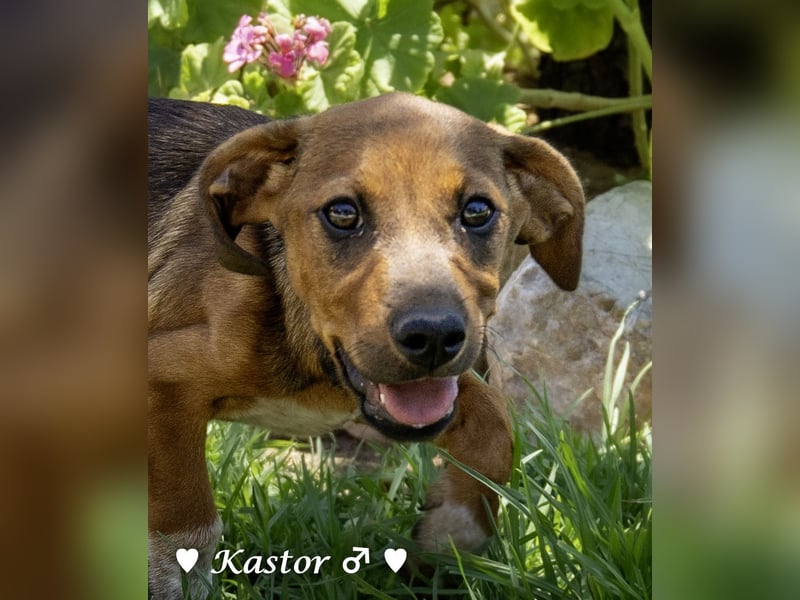 Kaya und Kastor suchen ab sofort ein Zuhause