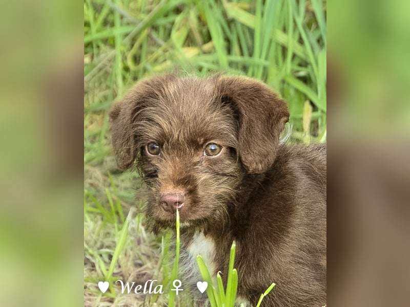 Wella, Wonder, Stevie und Summer suchen ein Zuhause