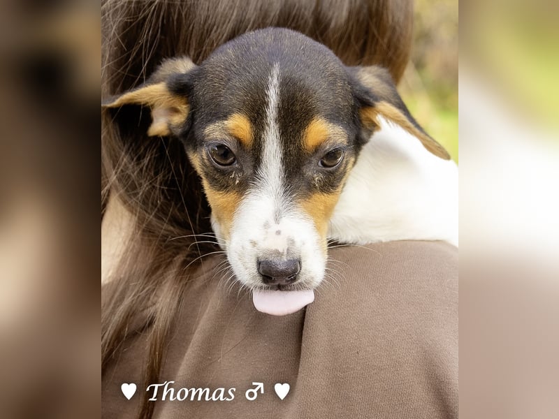 Sechs kleinbleibende Welpen  suchen ein Zuhause