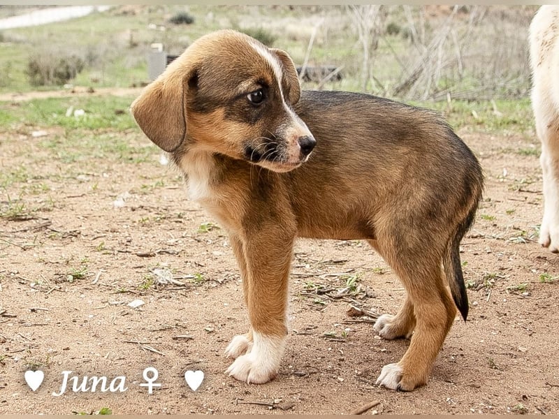 Juna, Julie, Joanna, Jill und Jane suchen ab Januar ein Zuhause Juna, Julie, Joanna, Jill und Jane suchen ab Januar ein Zuhause