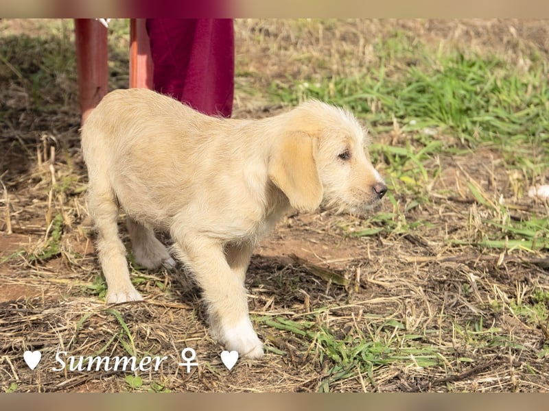 Wella, Wonder, Stevie und Summer suchen ein Zuhause