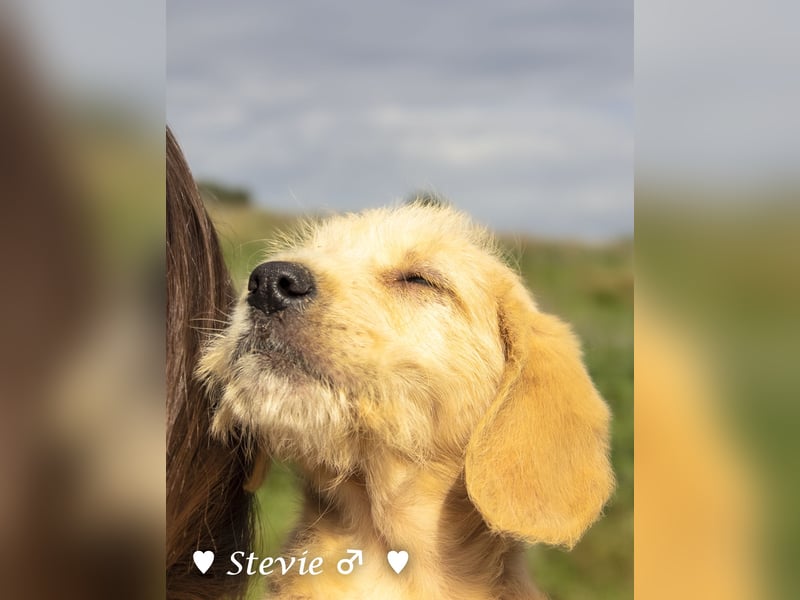 Wella, Wonder, Stevie und Summer suchen ein Zuhause