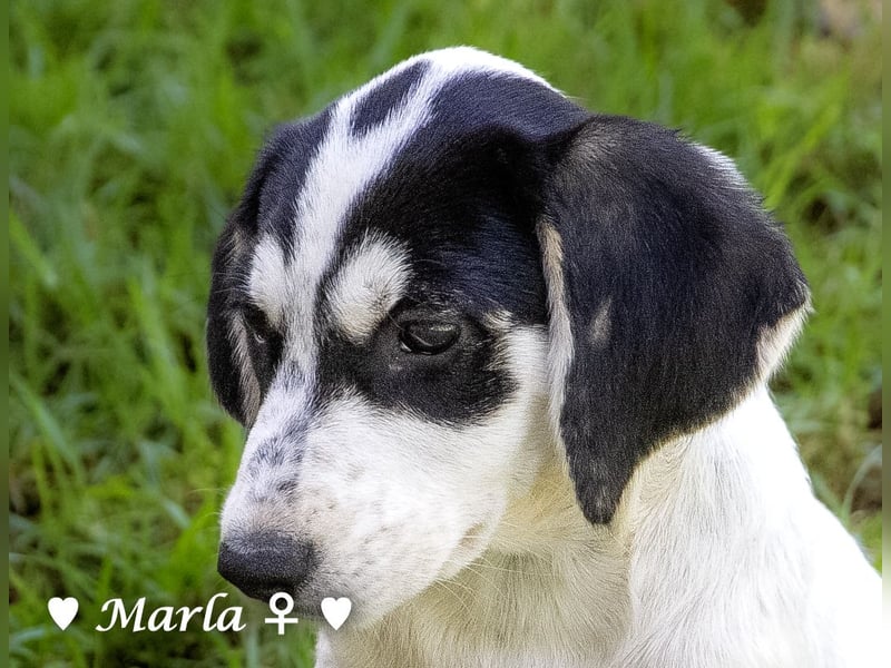 Marla sucht ein Zuhause