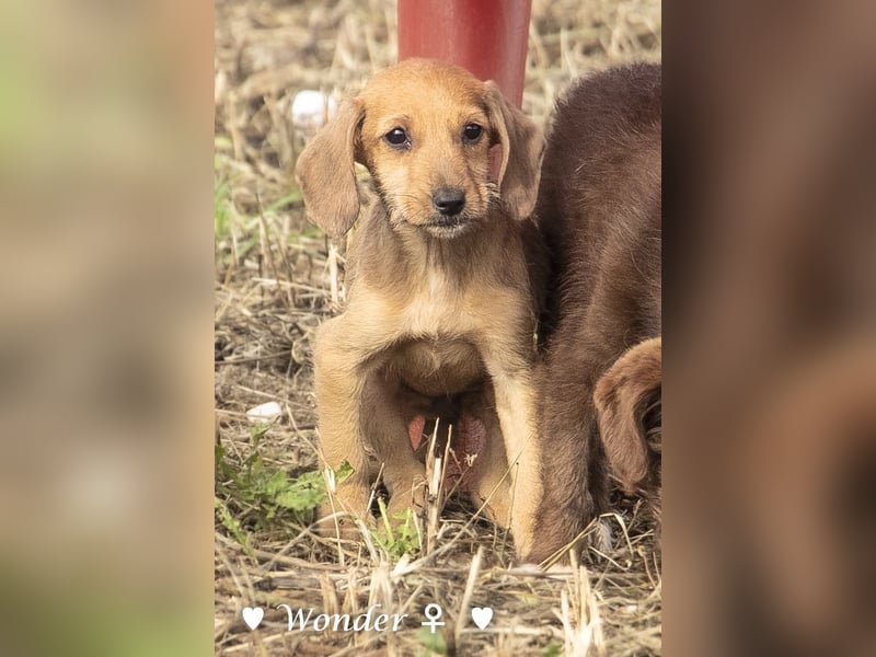 Wella, Wonder, Stevie und Summer suchen ein Zuhause