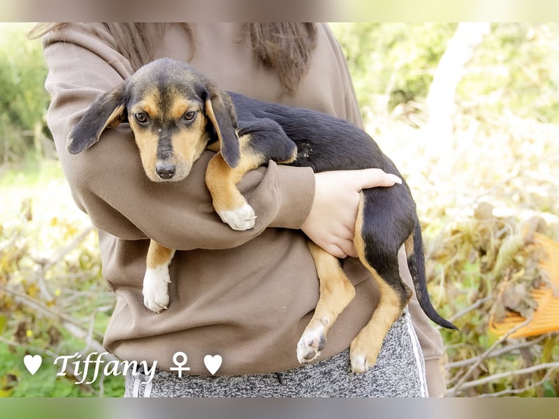 Sechs kleinbleibende Welpen  suchen ein Zuhause