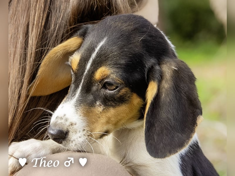 Sechs kleinbleibende Welpen  suchen ein Zuhause