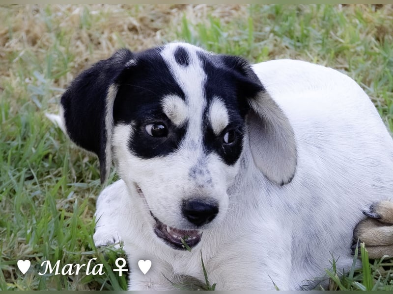 Marla sucht ein Zuhause