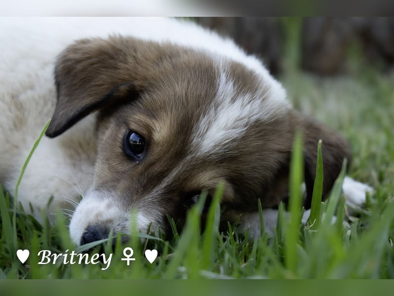 Britney und Brownie suchen ab August ein Zuhause