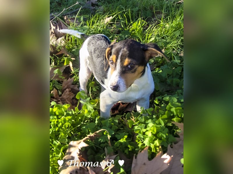 Update: drei Winzlinge  suchen ein Zuhause