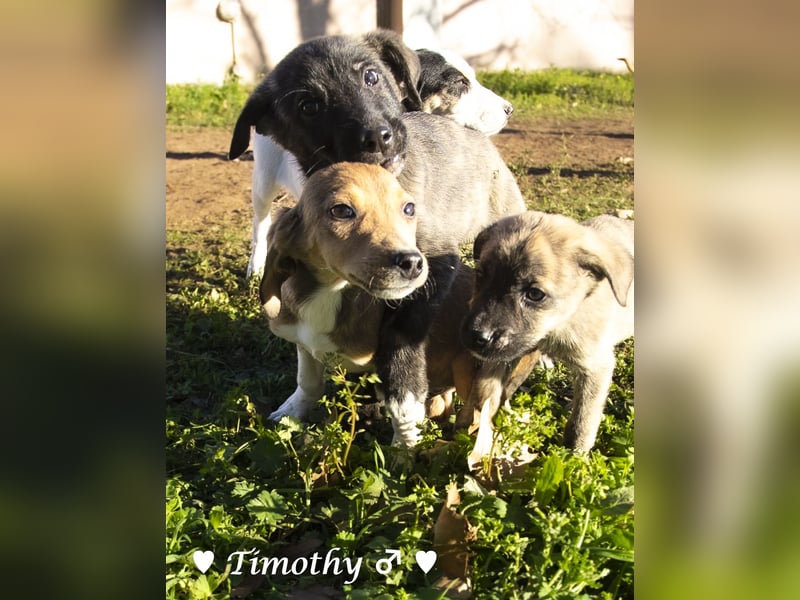 Update: drei Winzlinge  suchen ein Zuhause