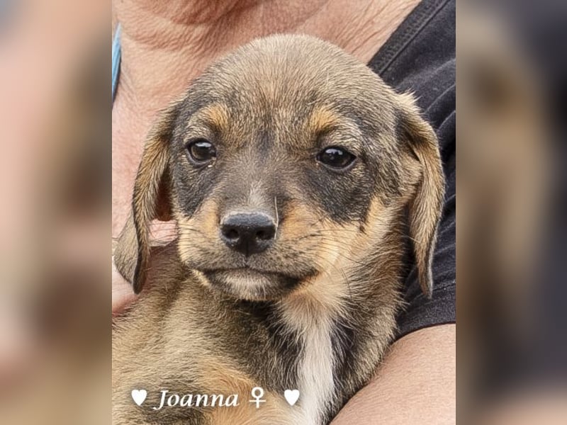 Juna, Julie, Joanna, Jill und Jane suchen ab Januar ein Zuhause Juna, Julie, Joanna, Jill und Jane suchen ab Januar ein Zuhause