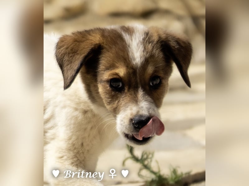 Britney und Brownie suchen ab August ein Zuhause