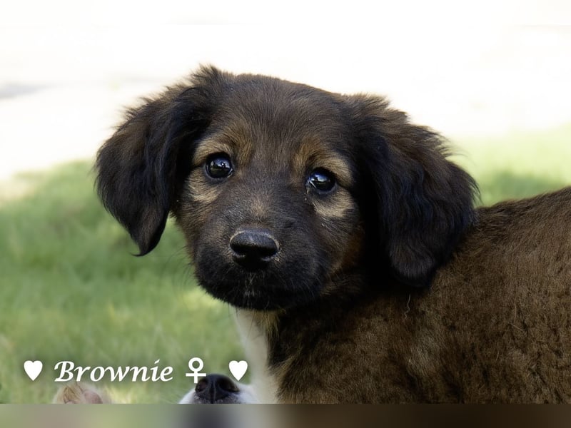 Britney und Brownie suchen ab August ein Zuhause