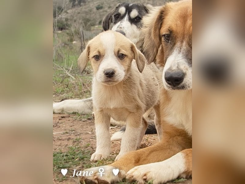 Juna, Julie, Joanna, Jill und Jane suchen ab Januar ein Zuhause Juna, Julie, Joanna, Jill und Jane suchen ab Januar ein Zuhause