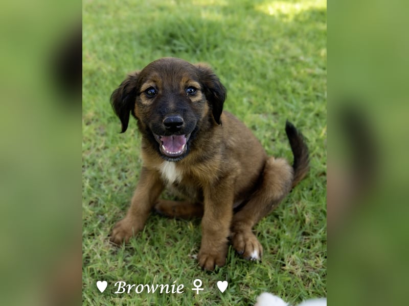 Britney und Brownie suchen ab August ein Zuhause