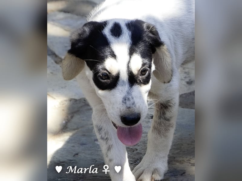 Marla sucht ein Zuhause