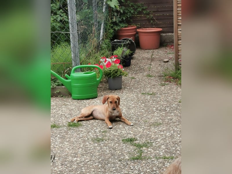 Die zarte Minnie  sucht  ein Zuhause  (lebt in der Südpfalz)