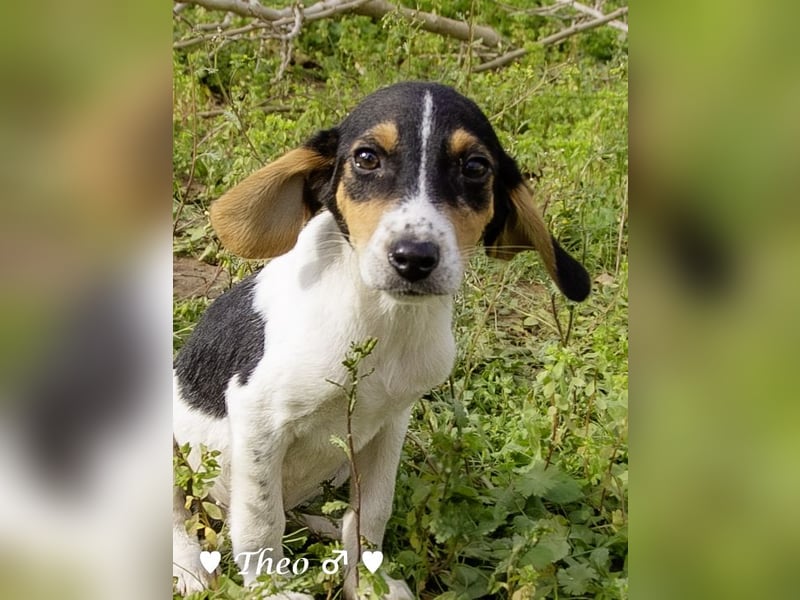 Sechs kleinbleibende Welpen  suchen ein Zuhause