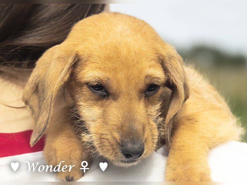 Wella, Wonder, Stevie und Summer suchen ein Zuhause