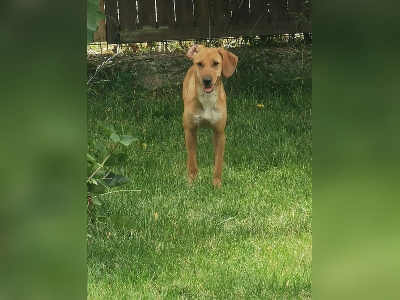 Die zarte Minnie  sucht  ein Zuhause  (lebt in der Südpfalz)