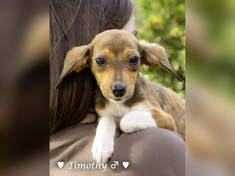 Update: drei Winzlinge  suchen ein Zuhause