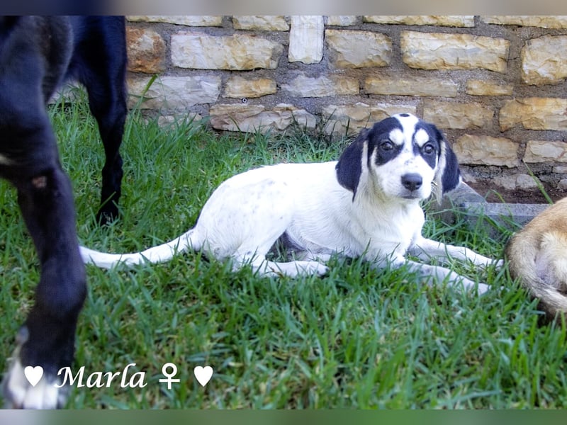Marla sucht ein Zuhause