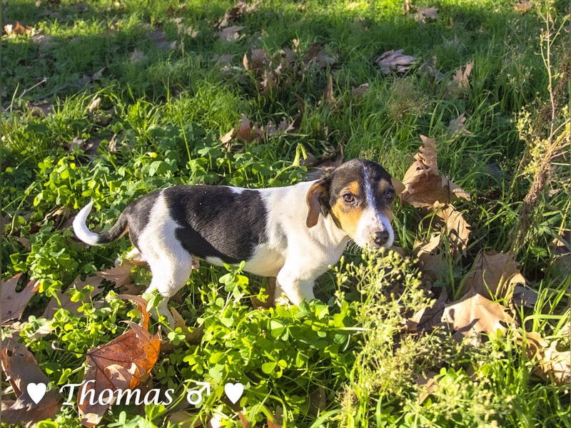 Thomas sucht ein Zuhause