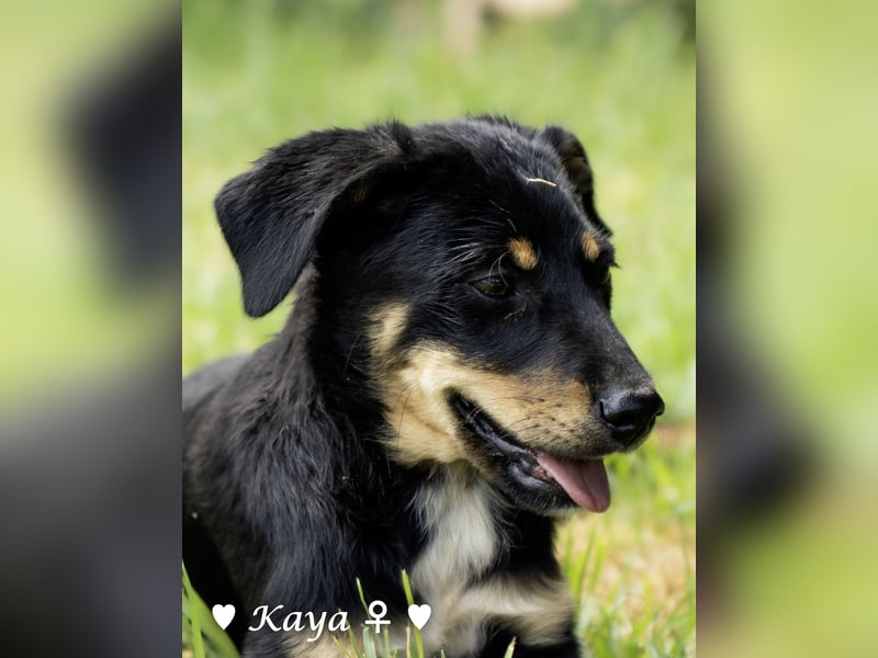 Kaya und Kastor suchen ab sofort ein Zuhause