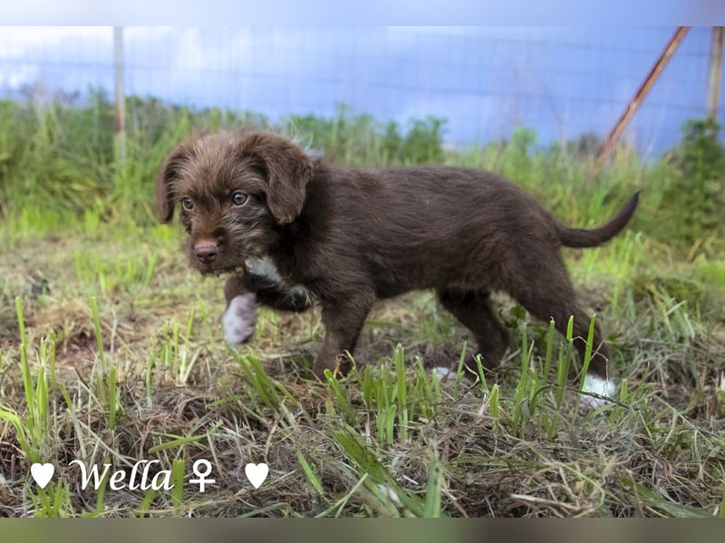 Wella, Wonder, Stevie und Summer suchen ein Zuhause