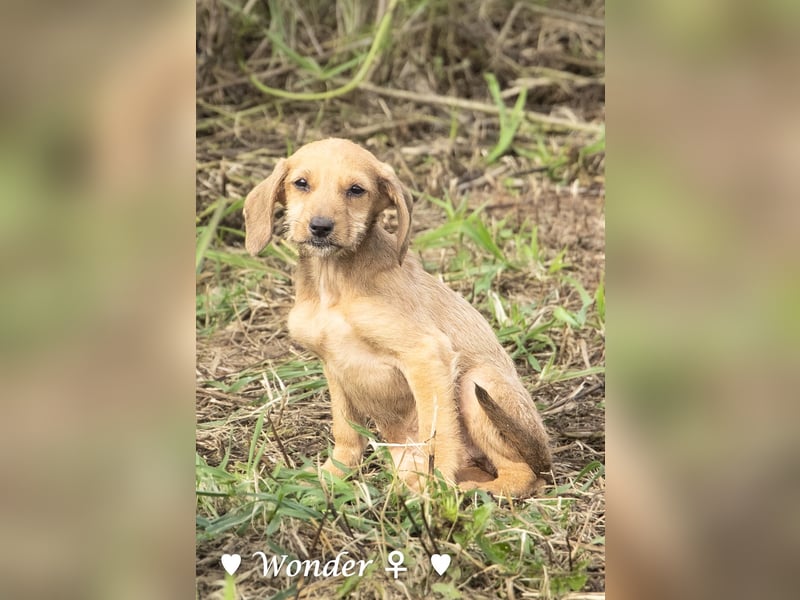 Wella, Wonder, Stevie und Summer suchen ein Zuhause