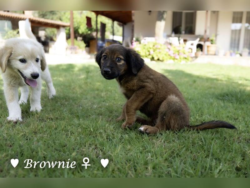 Britney und Brownie suchen ab August ein Zuhause