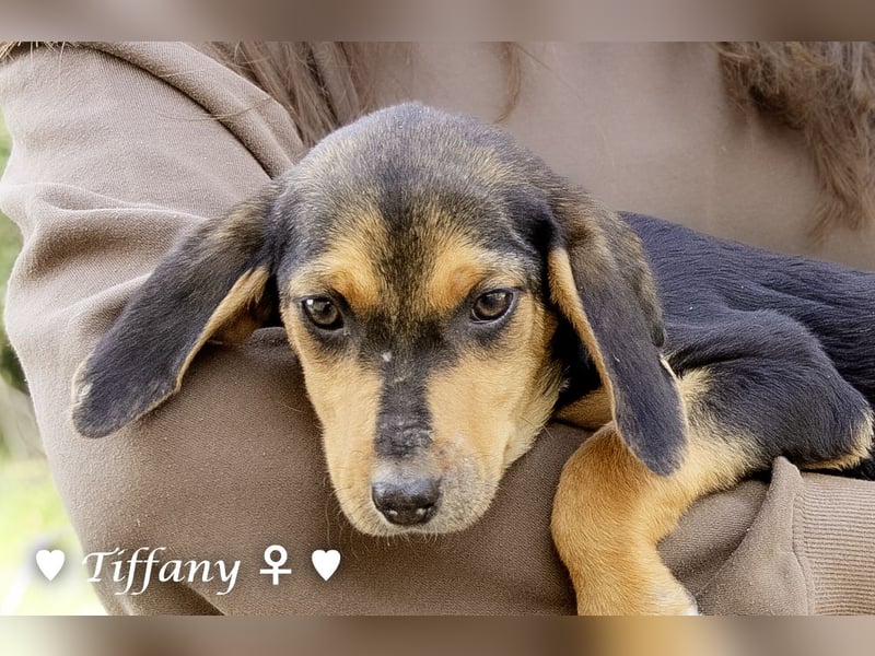 Update: drei Winzlinge  suchen ein Zuhause