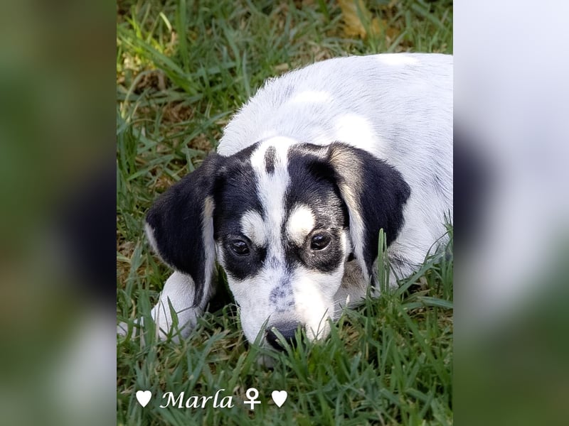 Marla sucht ein Zuhause