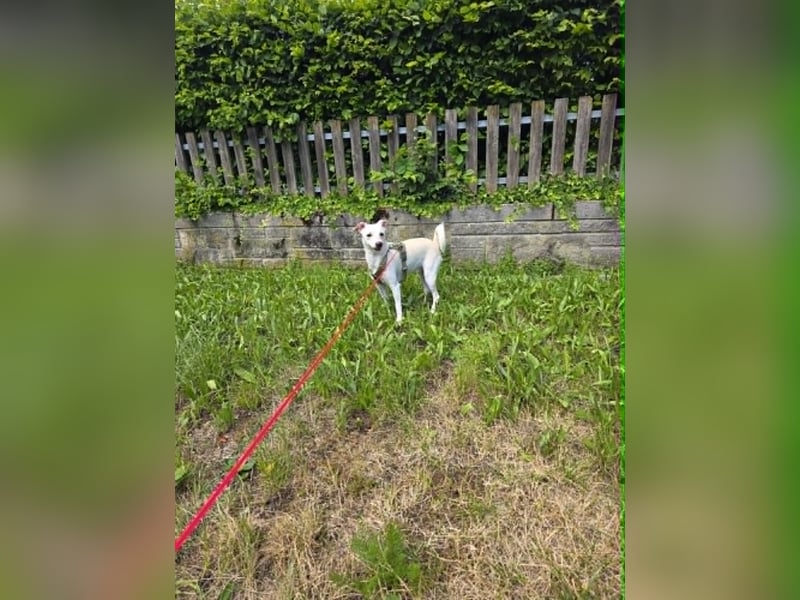 Lucy - auf PS in 72800 Eningen