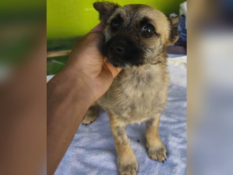 Ruby - ihre Schwester hat bereits ein Zuhause gefunden