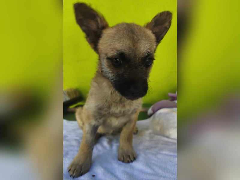 Ruby - ihre Schwester hat bereits ein Zuhause gefunden