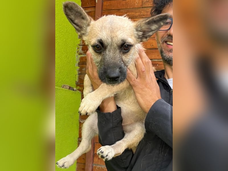 Ruby - ihre Schwester hat bereits ein Zuhause gefunden