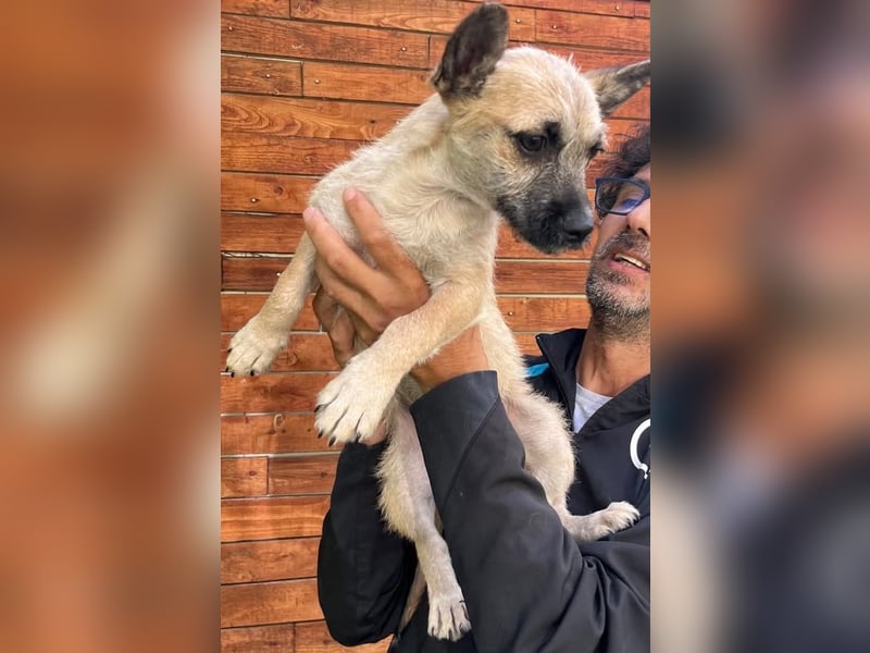 Ruby - ihre Schwester hat bereits ein Zuhause gefunden