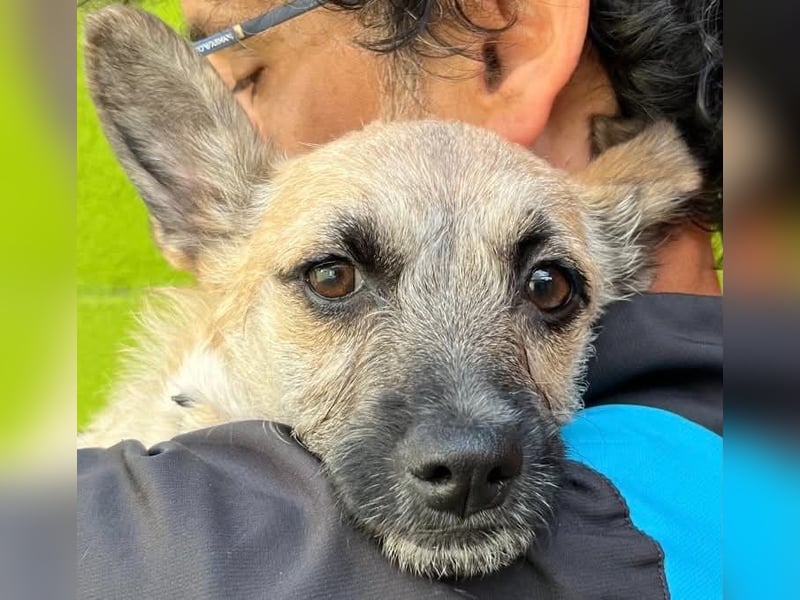 Ruby - ihre Schwester hat bereits ein Zuhause gefunden