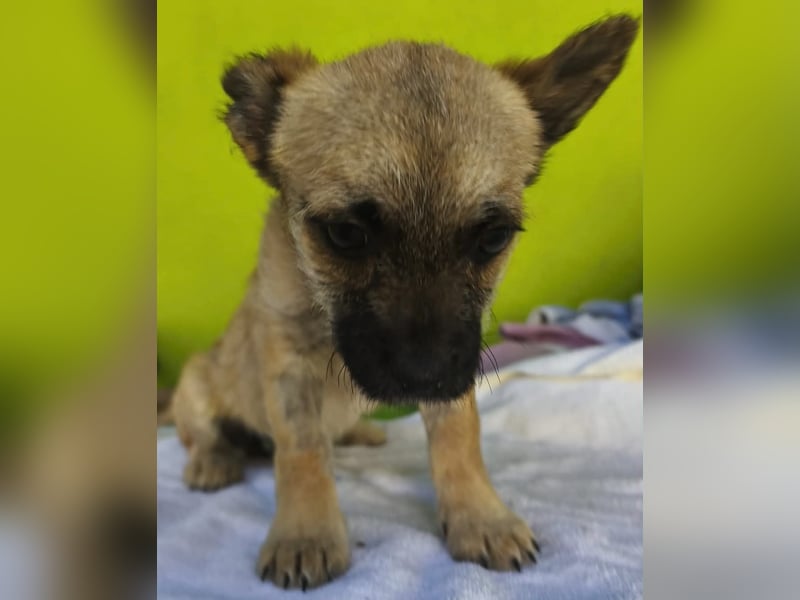 Ruby - ihre Schwester hat bereits ein Zuhause gefunden