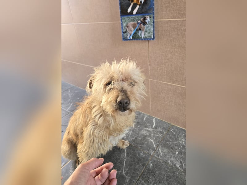 Camilla -  Terrier Mix, sucht ein liebes warmes Zuhause - wird sie dein Star