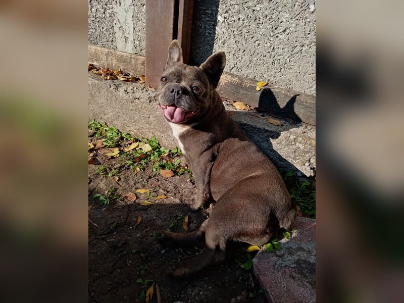 Suki - verschmuste Französische Bulldogge