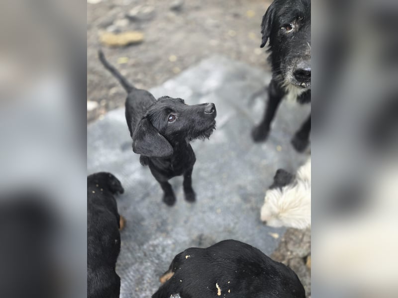 Piper - schmale Hundedame - sucht einen Platz in deinem Herzen für immer