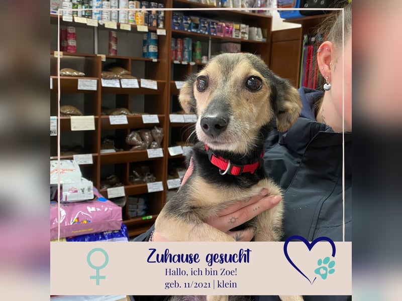 kleine Zoe - sucht eine Famile, die ihr zeigt wie schön das Leben ist