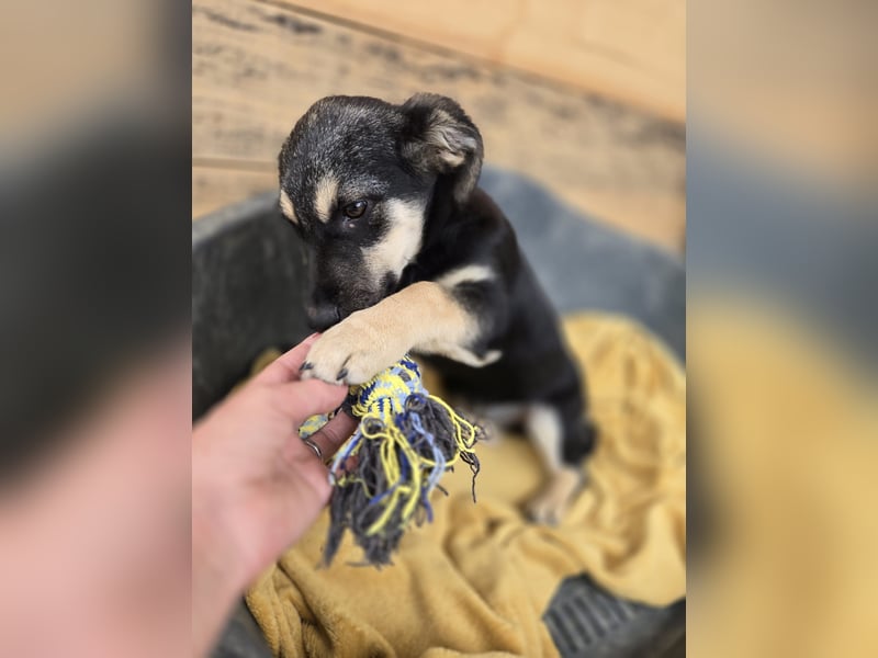 Shanta - Gelassenheit und Harmonie strahlt ihr Name aus - sie sucht dich