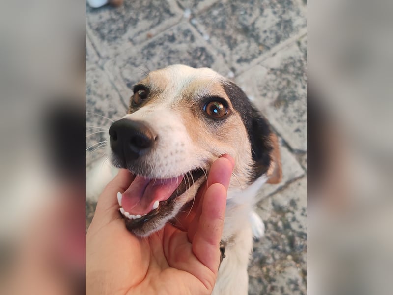 Lora - kleine liebenswerte Hundedame sucht ihr Zuhause für immer - bei Dir?