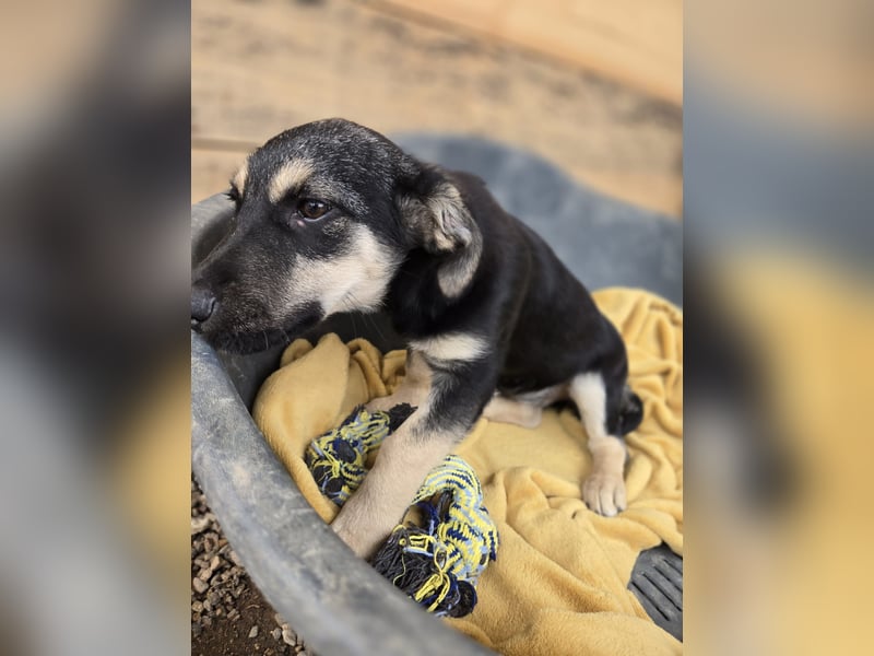 Shanta - Gelassenheit und Harmonie strahlt ihr Name aus - sie sucht dich