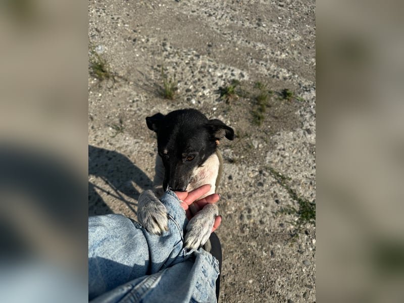 Anne - sucht einen Menschen der sie findet und lieb hat