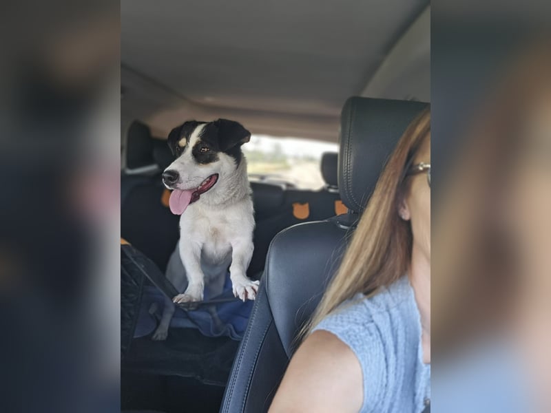 Pingu - kleiner Charmeur - sucht Dich - einen treuen Begleiter fürs Leben