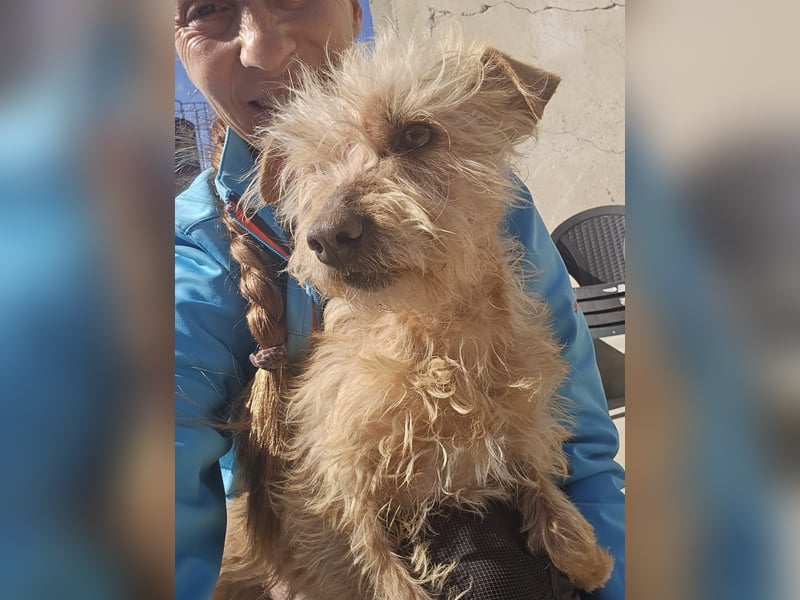 Camilla -  Terrier Mix, sucht ein liebes warmes Zuhause - wird sie dein Star